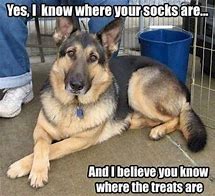 Image result for German Shepherd Cat Memes