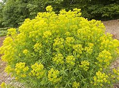 Image result for Euphorbia palustris Walenburgs Glorie