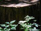 Image result for Tree Growing Out of Stump