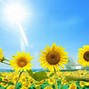 Image result for Sunflower and Cactus Wallpaper
