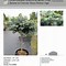 Image result for Picea pungens Glauca Globosa