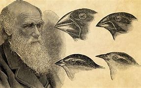 Image result for Darwin Theory