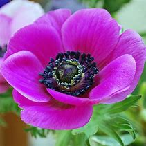 Image result for Anemone coronaria De Caen Sylphide