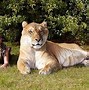 Image result for biggest cats ever