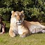 Image result for World's Largest Cat