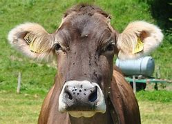 Image result for Cattle Face