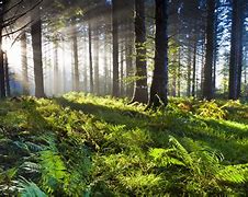 Image result for 8K Ultra HD Nature Wallpaper for PC
