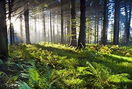 Image result for 8K Forest Wallpaper