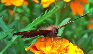 Image result for HDC Butterfly