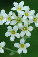 Image result for Saxifraga Whitehill