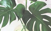 Image result for Plant Wallpaper Potrait