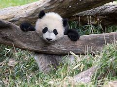 Image result for Giant Panda Zoo
