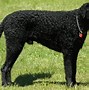 Image result for curly coated_retriever
