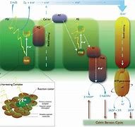Image result for Photosynthesis Light Reaction