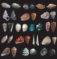 Image result for Mollusk Shell