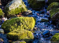 Image result for Flatwillow Moss Rock