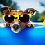 Image result for Cool Dog Profile Pictures