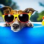 Image result for Cool Dog Photography