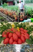 Image result for 1 Acre Vegetable Garden Layout