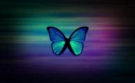 Image result for Cute Wallpapers Butterflies