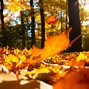 Image result for image automne