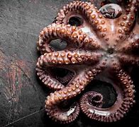 Image result for Octopus Hearts