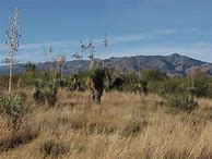 Image result for Desert Yucca Plant Arizona