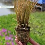 Image result for Carex testacea Prairy Fire
