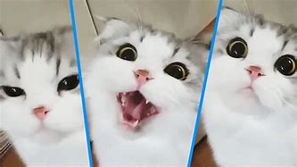 Image result for Funny Cats Meowing