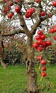 Image result for Apple Tree Basket