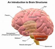 Image result for Free Images How the Brain Works