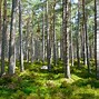 Image result for arbres