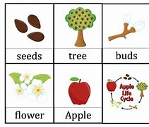 Image result for Free Printable Apple Tree Life Cycle