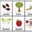Image result for Life Cycle of an Apple Tree for Kids