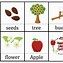 Image result for Apple Tree Life Cycle Printable