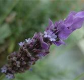 Image result for Lavender High Guardian Spice
