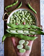 Image result for Fava Bean Seeds