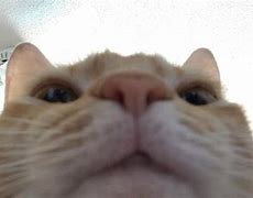 Image result for Funny Cat Camera