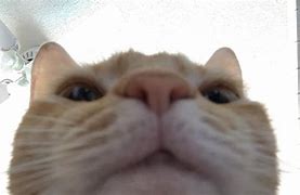 Image result for Childe Looking at Phone Meme