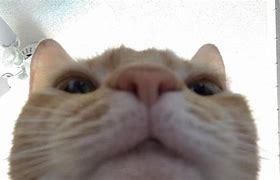 Image result for Serious Cat Face Meme
