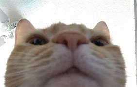 Image result for Crying Cat Face Meme