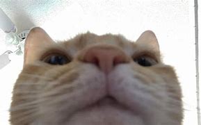 Image result for 140P Camera Cat Meme