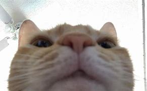 Image result for Answer Your Phone Meme Cats