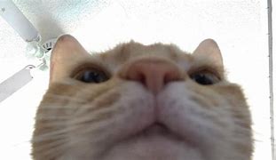 Image result for 1080X1080 Alen Cat Face Meme