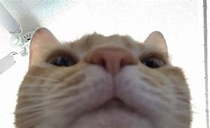 Image result for Ginger Cat Blank Stare Meme