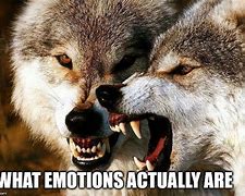 Image result for Wolf Memes Mean