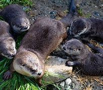 Image result for Otter Swimming with Baby