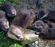 Image result for North American Otter Baby