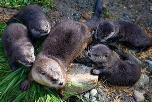 Image result for otters pup