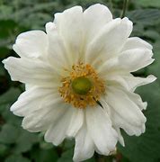 Anemone hybrida (x) Whirlwind 的图像结果